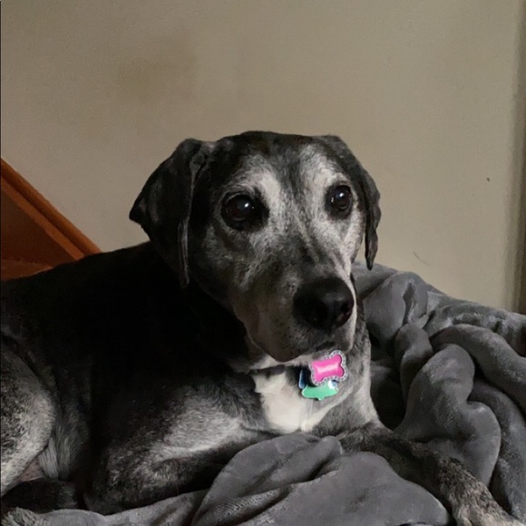 Meet your Posher, Gabby - Picture 1 of 1